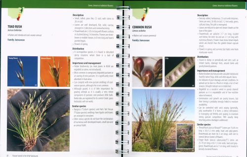 Pasture 'Weeds' of the NSW Tablelands - Image 4