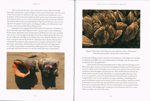 Shells: A Natural and Cultural History - Image 4