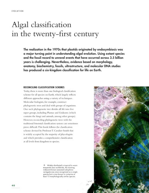The Lives of Seaweeds: A Natural History of Our Planet's Seaweeds & Other Algae - Image 4