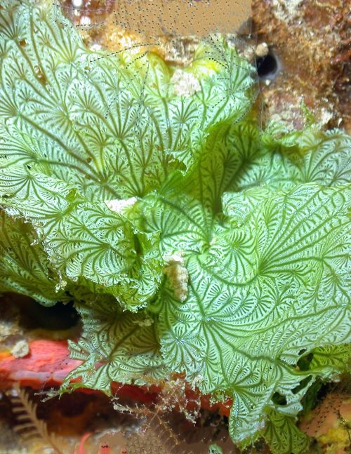 The Lives of Seaweeds: A Natural History of Our Planet's Seaweeds & Other Algae - Image 6