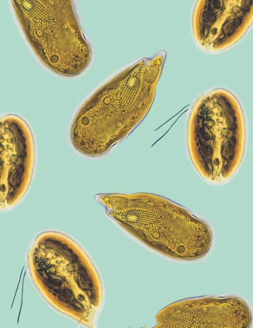 The Lives of Seaweeds: A Natural History of Our Planet's Seaweeds & Other Algae - Image 3