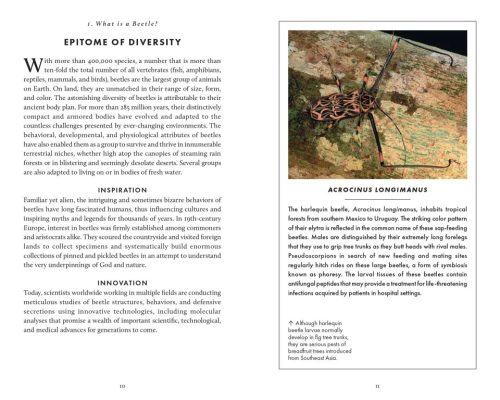 The Little Book of Beetles - Image 6