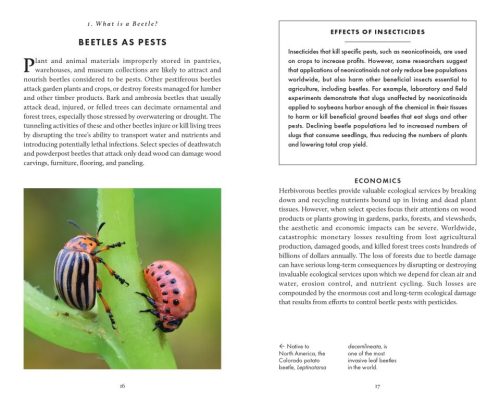 The Little Book of Beetles - Image 5