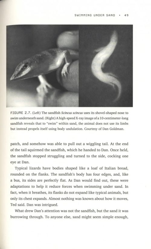 How to Walk on Water and Climb up Walls: Animal Movement and the Robots of the Future - Image 3