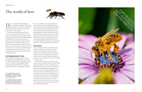 The Lives of Bees: A Natural History of Our Planet's Bee Life - Image 3