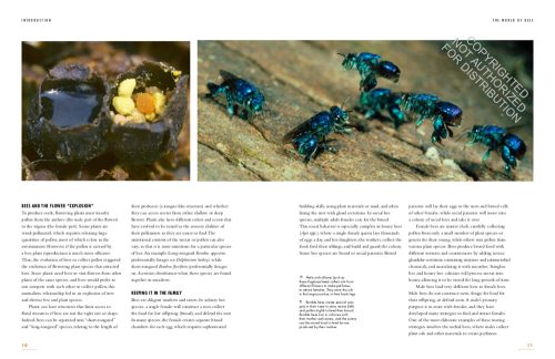 The Lives of Bees: A Natural History of Our Planet's Bee Life - Image 4