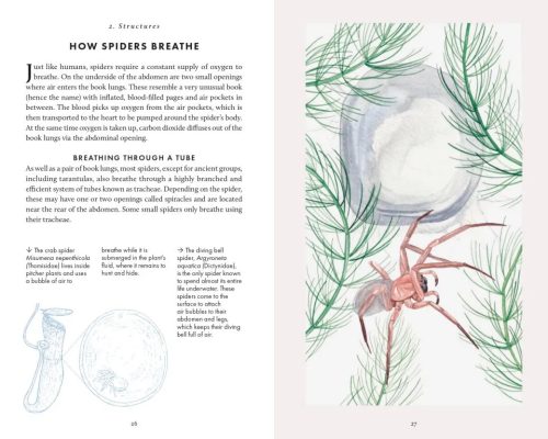 The Little Book of Spiders - Image 2