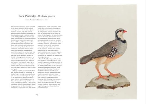 Ferdinand Bauer's Remarkable Birds - Image 3