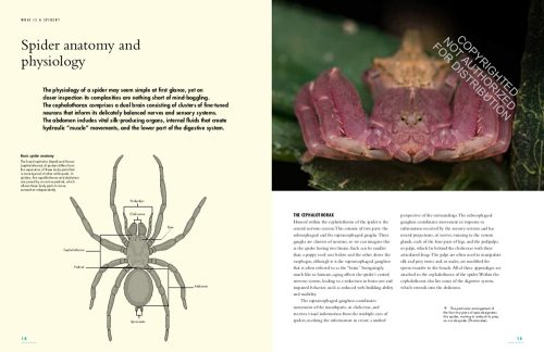 The Lives of Spiders: A Natural History of the World's Spiders - Image 4