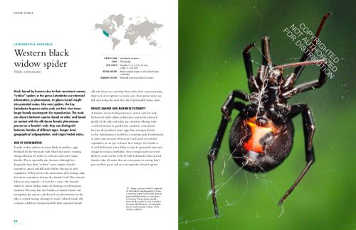 The Lives of Spiders: A Natural History of the World's Spiders - Image 3