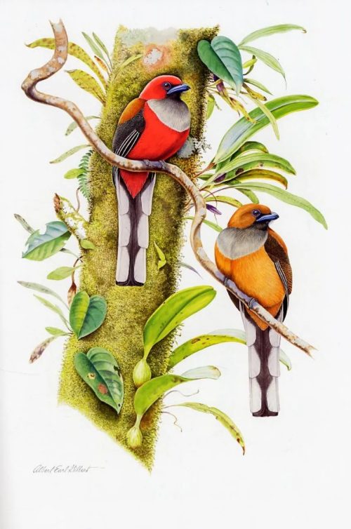 Trogons: A Natural History of the Trogonidae - Image 3