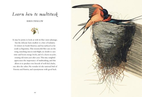 The Wisdom of Birds: Essential Life Lessons for Positivity and Grace - Image 6