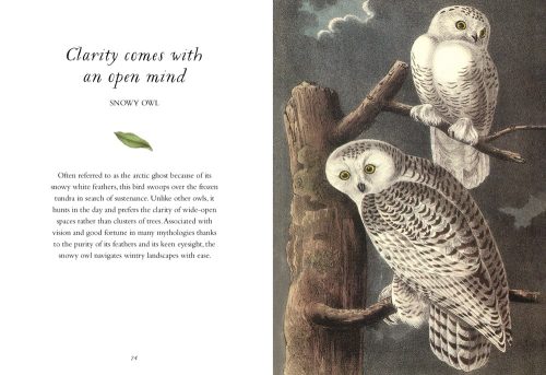 The Wisdom of Birds: Essential Life Lessons for Positivity and Grace - Image 4
