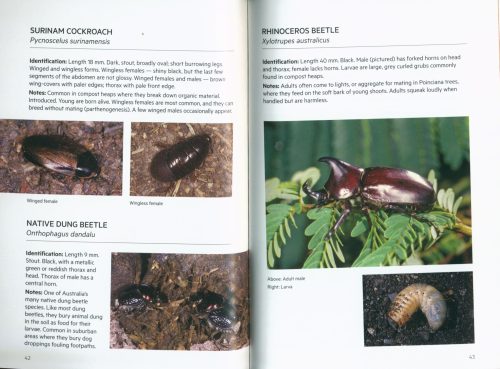 Backyard Insects of Brisbane: Second Edition (Pocket Guide) - Image 2