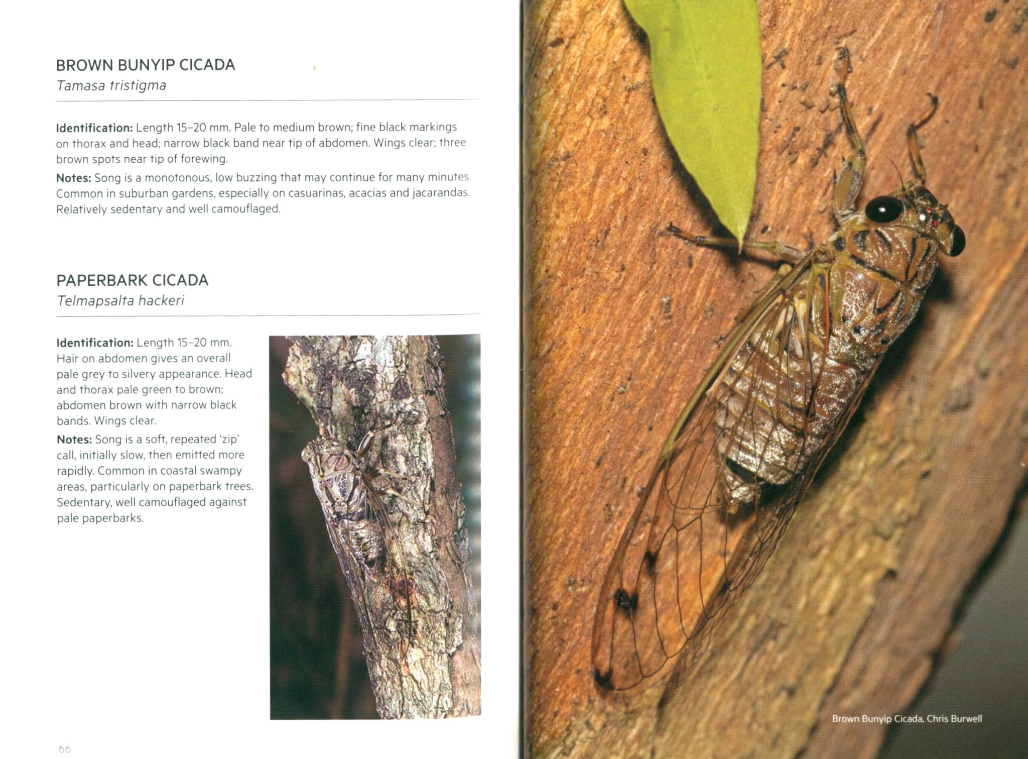Backyard Insects of Brisbane: Second Edition (Pocket Guide) - Nokomis