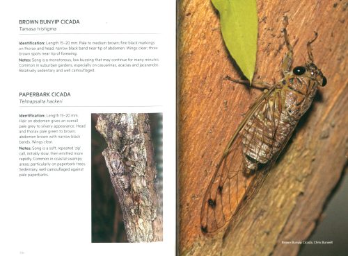 Backyard Insects of Brisbane: Second Edition (Pocket Guide) - Image 3