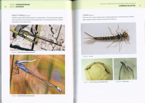A Photographic Guide to the Dragonflies and Damselflies of Tasmania - Image 2