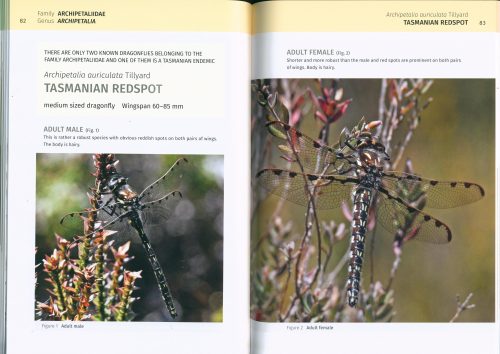 A Photographic Guide to the Dragonflies and Damselflies of Tasmania - Image 3