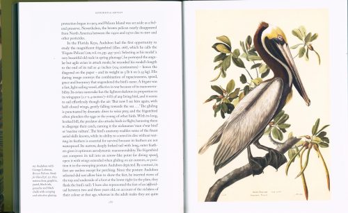 Audubon as Artist: A New Look at The Birds of America - Image 4