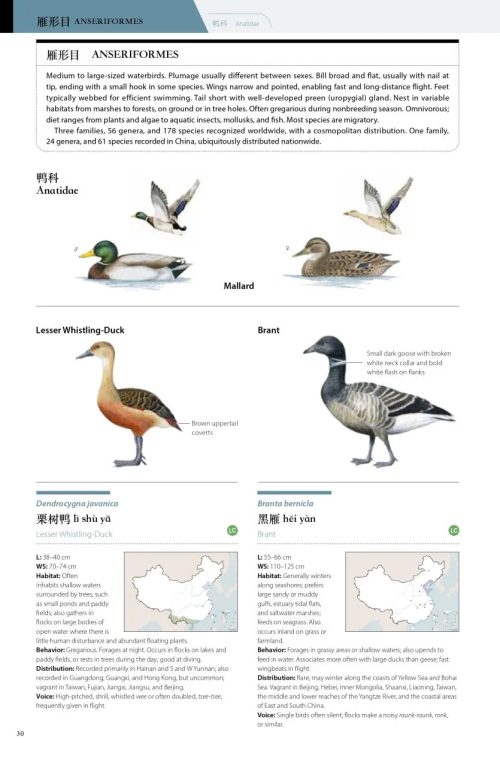 Birds of China - Image 4