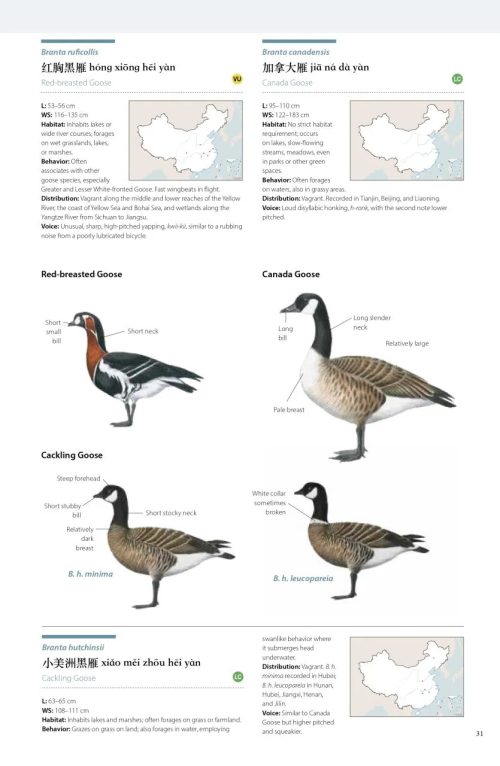 Birds of China - Image 2