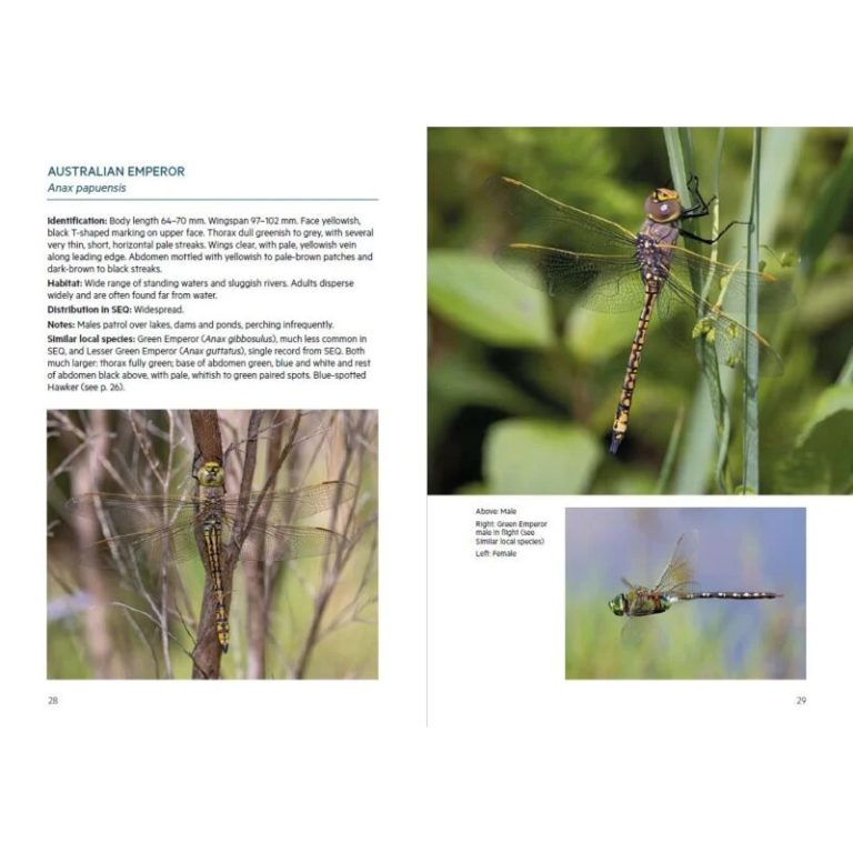 Dragonflies and Damselflies of South-East Queensland (Pocket Guide ...
