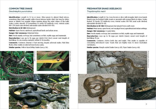 Snakes of South-East Queensland: Second Edition (Pocket Guide) - Image 4