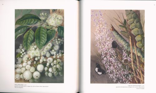 Ellis Rowan - Image 4
