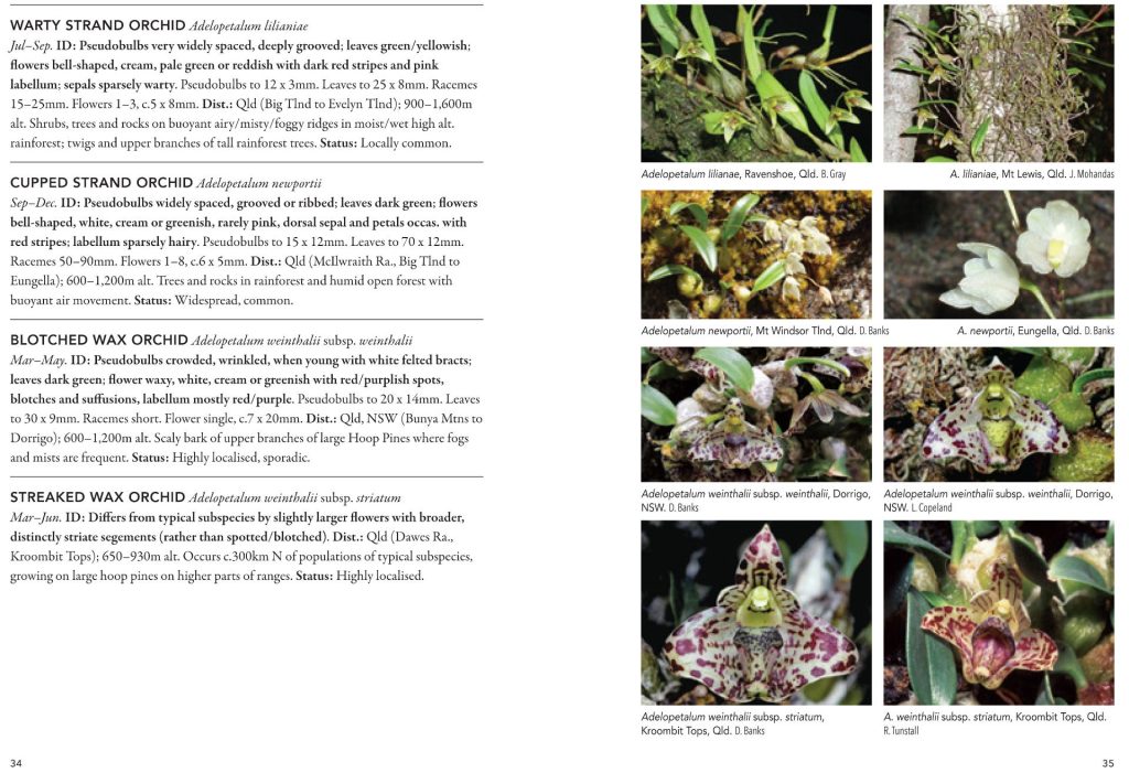 A field guide to Australian Orchids - David L Jones main image 0
