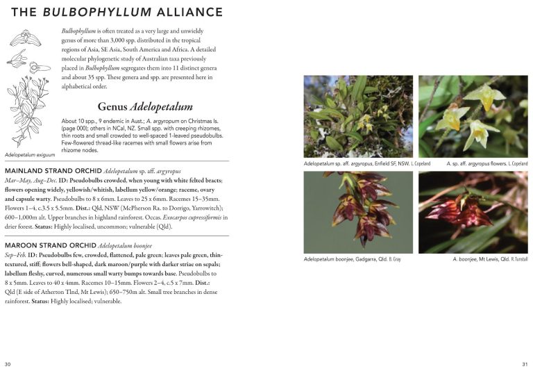A field guide to Australian Orchids - David L Jones main image 1