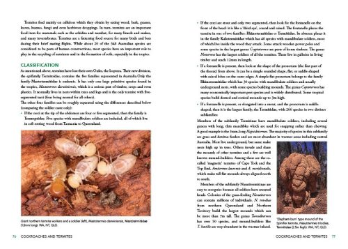 A Field Guide to Insects in Australia (Fifth Edition) - Image 5