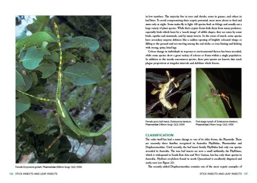 A Field Guide to Insects in Australia (Fifth Edition) - Image 3