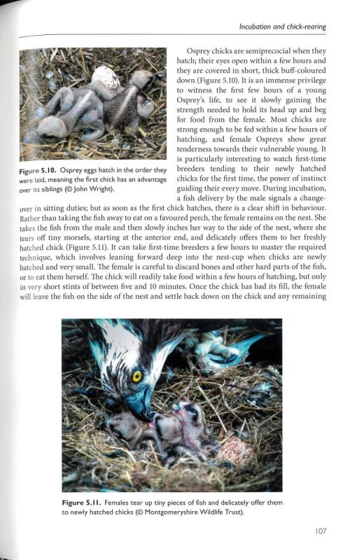 The Osprey - Image 4