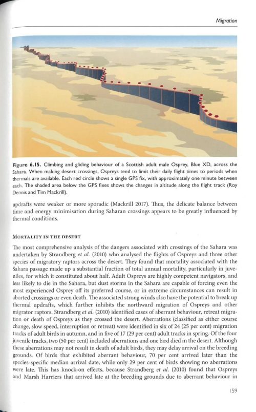 The Osprey - Image 3