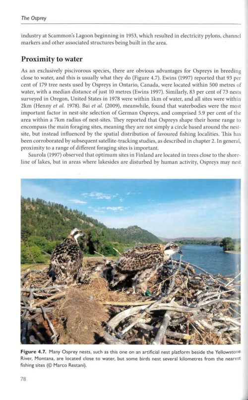 The Osprey - Image 5
