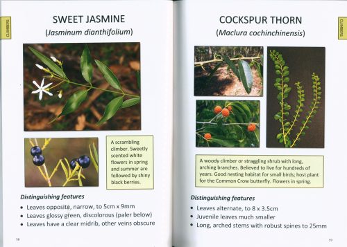 Plants of Southeast Toowoomba's Bushland Parks - Image 3