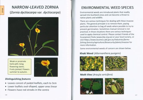 Plants of Southeast Toowoomba's Bushland Parks - Image 4