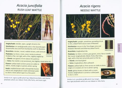 Wattles of Toowoomba and the Condamine Catchment - Image 4