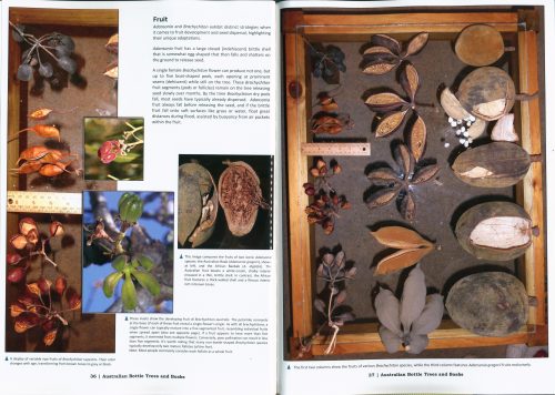 Australian Bottle Trees and Boabs (Third Expanded Edition) - Image 4