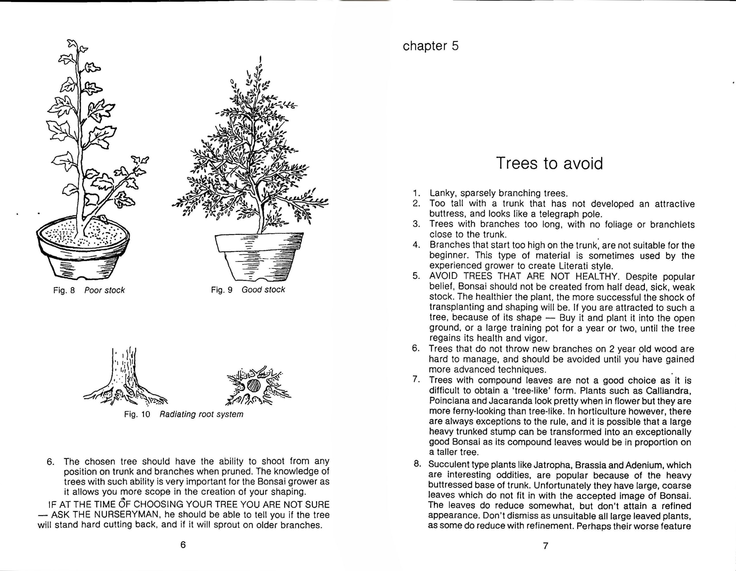 Bonsai in the Tropics - Image 2