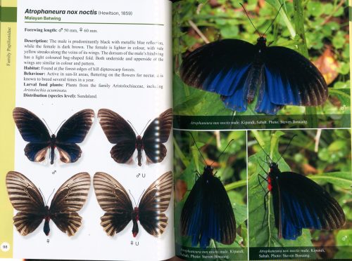 A Guide to Butterflies of Borneo - Image 2
