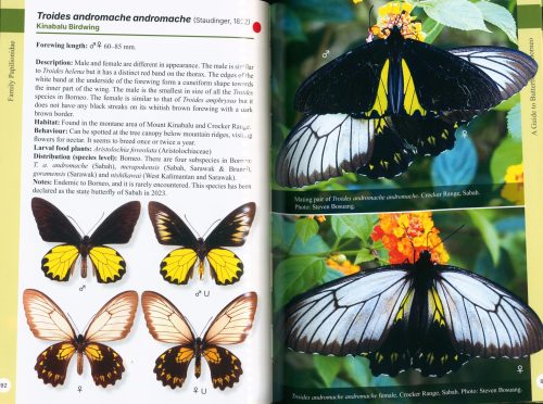 A Guide to Butterflies of Borneo - Image 3