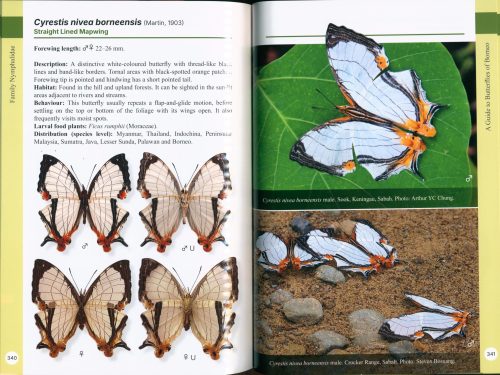 A Guide to Butterflies of Borneo - Image 4