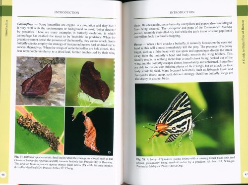 A Guide to Butterflies of Borneo - Image 5