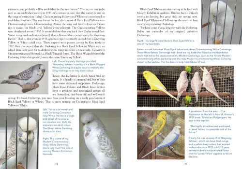 Budgerigars: The Colour Revolution - Image 6