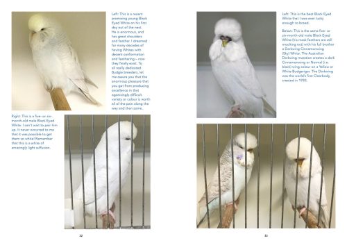 Budgerigars: The Colour Revolution - Image 8