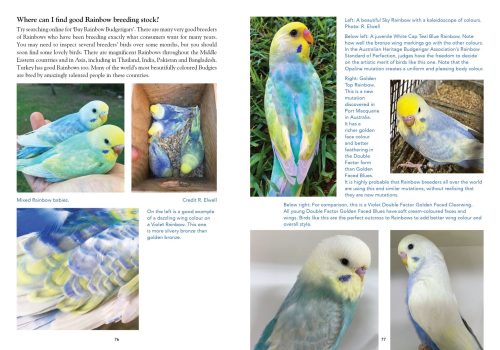Budgerigars: The Colour Revolution - Image 2