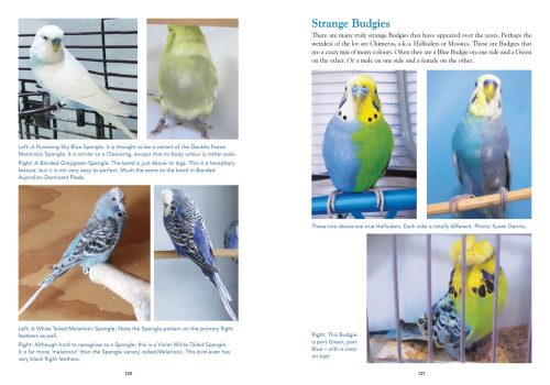 Budgerigars: The Colour Revolution - Image 3