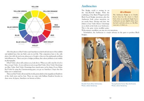 Budgerigars: The Colour Revolution - Image 4