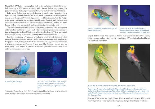 Budgerigars: The Colour Revolution - Image 5